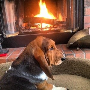 Belle by the fireplace
