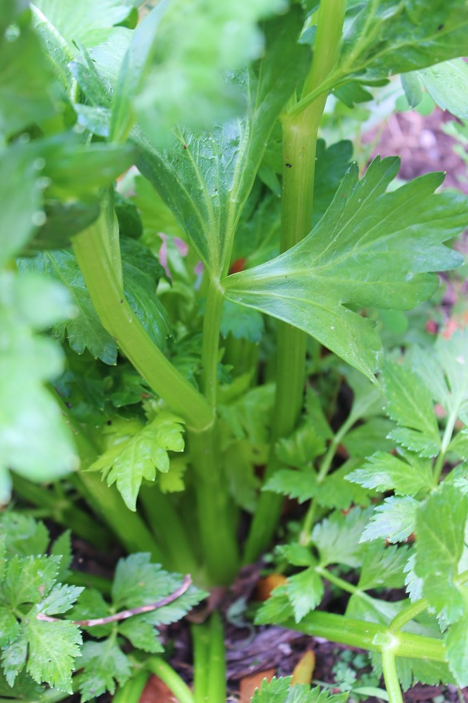 Grow celery by cutting off the bottom three inches of the stalk and sticking it in good dirt. 