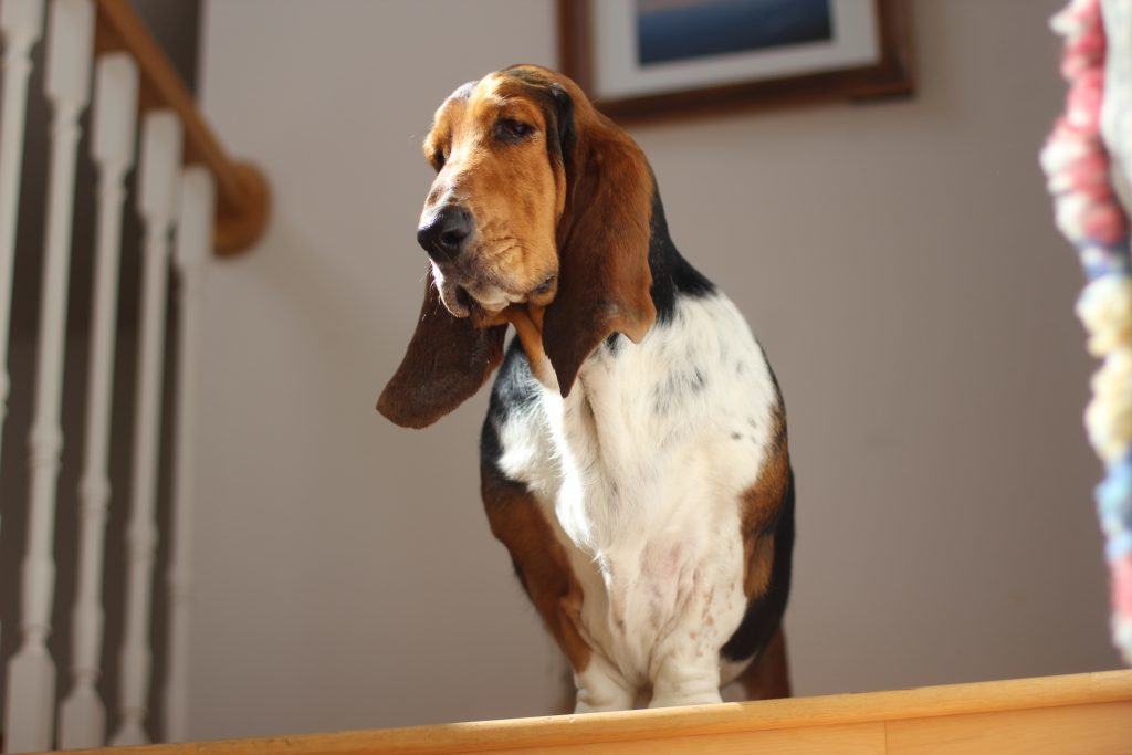 Belle, the Magnificent Basset Hound addressing the masses.